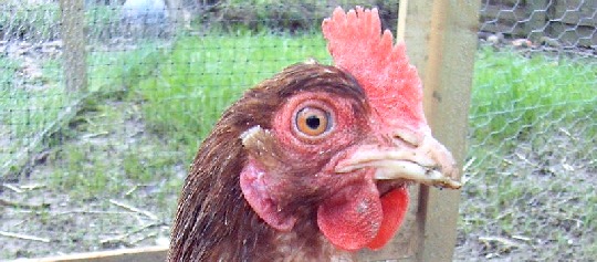 Betty the Chicken